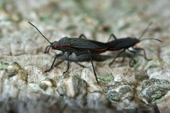 Jadera parapectoralis