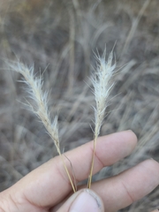 Bothriochloa laguroides