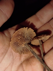 Collybiopsis villosipes