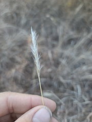 Bothriochloa laguroides