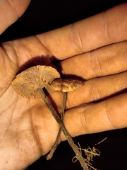 Collybiopsis villosipes
