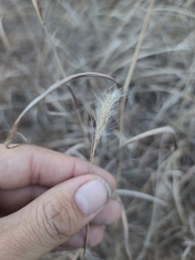 Bothriochloa laguroides