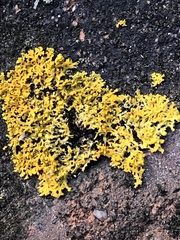 Candelaria concolor