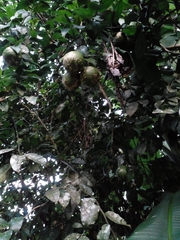 Citronella mucronata