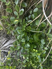 Hydrocotyle bonariensis
