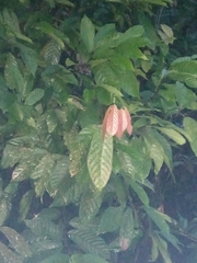 Theobroma cacao