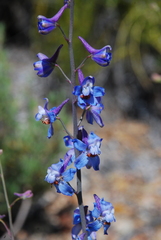 Delphinium parishii