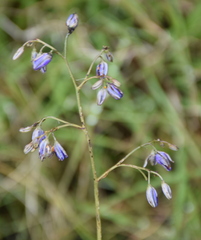 Dianella amoena
