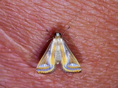 Eoophyla