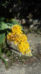 Buddleja weyeriana