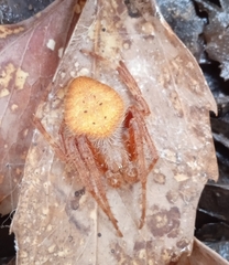 Eriophora edax