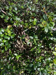 Myrcianthes fragrans