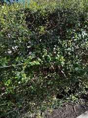 Myrcianthes fragrans