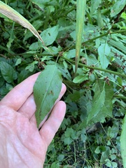 Rumex sanguineus