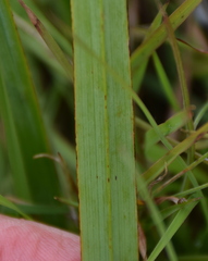 Dianella amoena