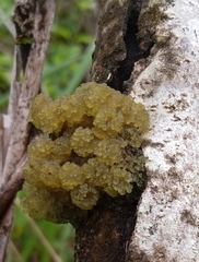 Leptogium phyllocarpum