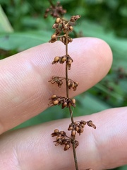Rumex sanguineus