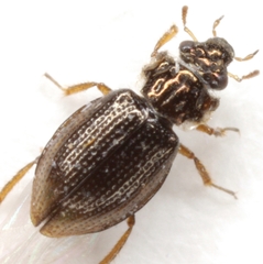 Gymnochthebius fossatus