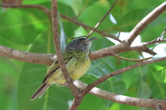 Todirostrum maculatum