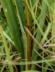 Dianella amoena