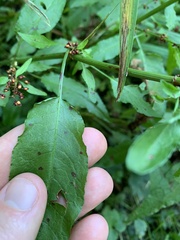 Rumex sanguineus