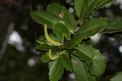 Angiospermae