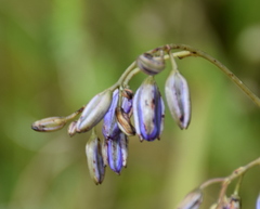 Dianella amoena
