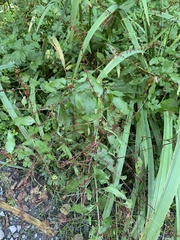 Rumex sanguineus