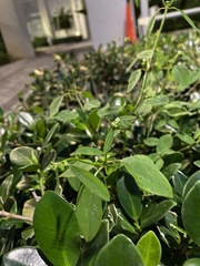 Euphorbia graminea