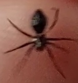 Euryopis episinoides