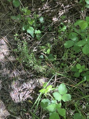Coprosma propinqua