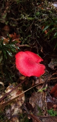 Pseudohygrocybe