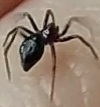 Euryopis episinoides