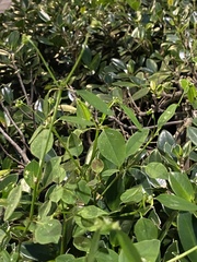 Euphorbia graminea