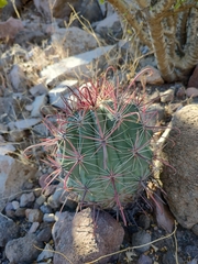 Ferocactus peninsulae