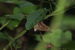 Urbanus proteus proteus
