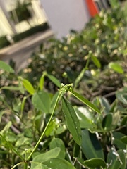 Euphorbia graminea