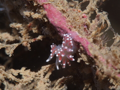 Coryphella
