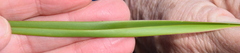 Dianella amoena