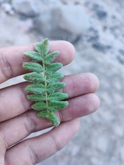 Pachycormus discolor