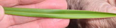 Dianella amoena