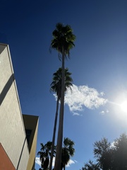 Washingtonia