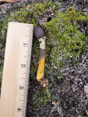 Tolypocladium longisegmentatum