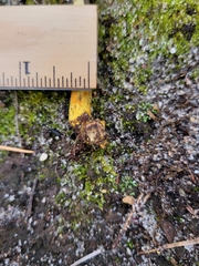 Tolypocladium longisegmentatum