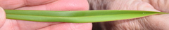 Dianella amoena