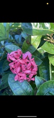 Rubiaceae
