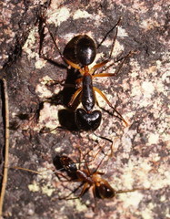 Camponotus confusus