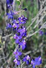Delphinium parishii subglobosum