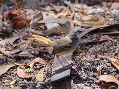 Prinia familiaris