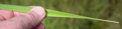 Dianella amoena
